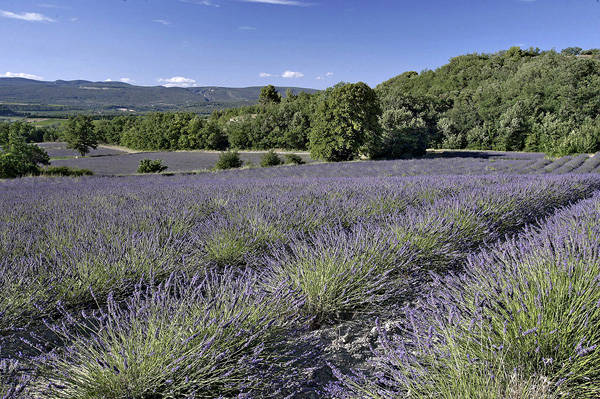 Amiradou Provence | Amiradou Collection